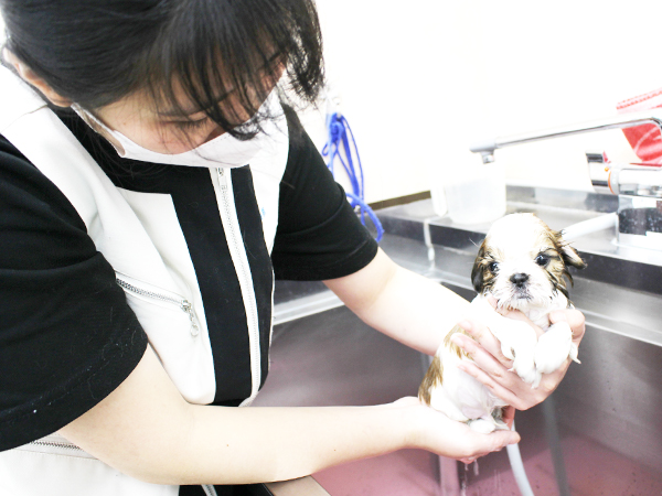 夜間部新2年生、子犬のお手入れ☆☆